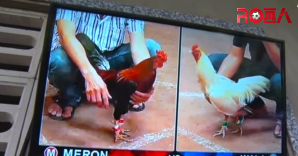 Cược đá gà trực tuyến